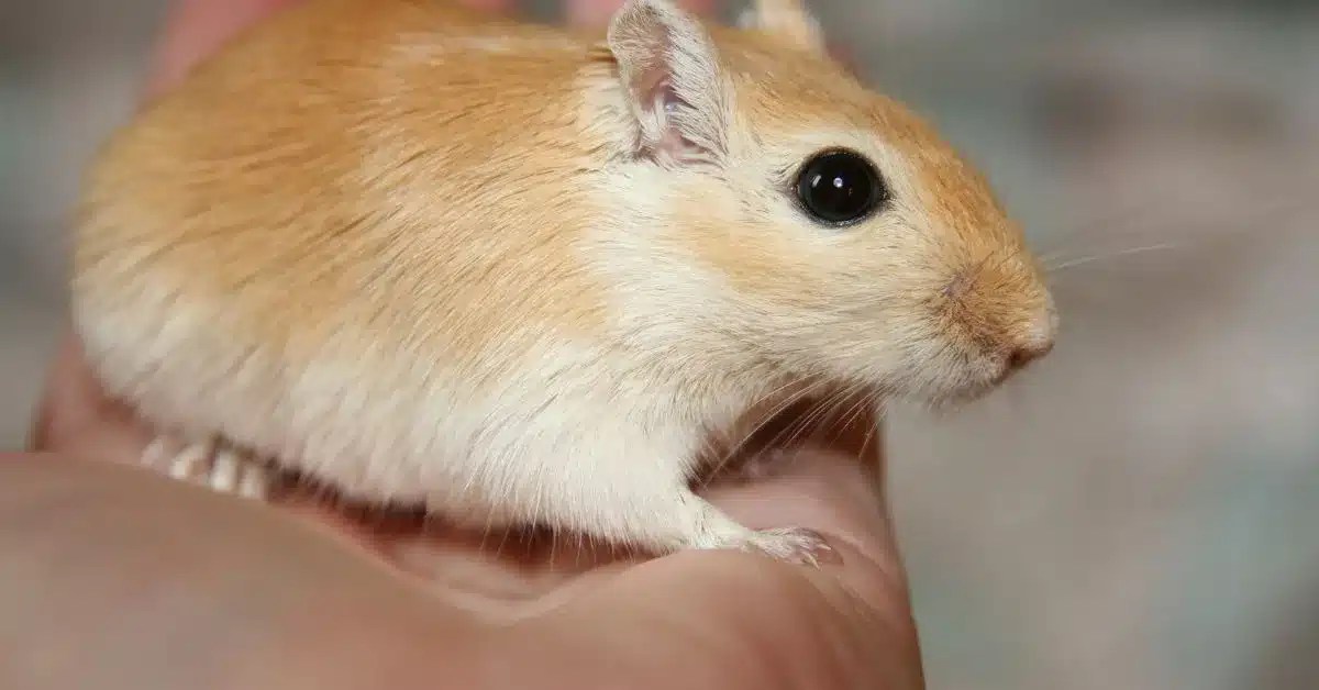 How to Care for Gerbils as Pets Top 10 Tips from Gerbil Owners LittleGrabbies