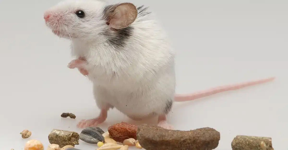What to Feed Pet Mice Nutritional Guidelines LittleGrabbies