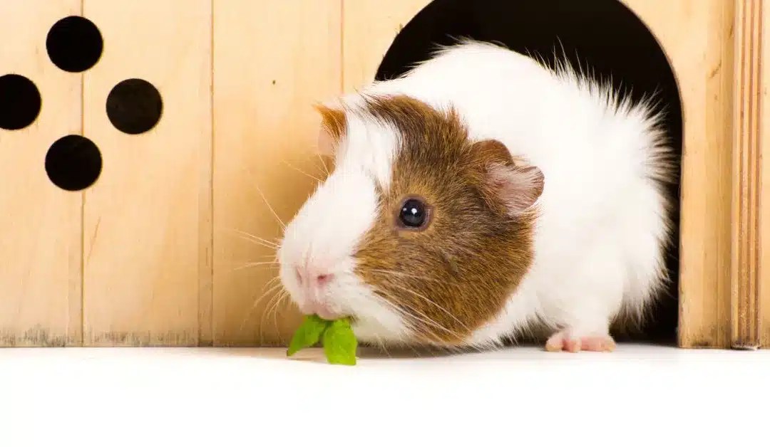 Guinea Pig Cage Size Guide How Much Space Do They Really Need