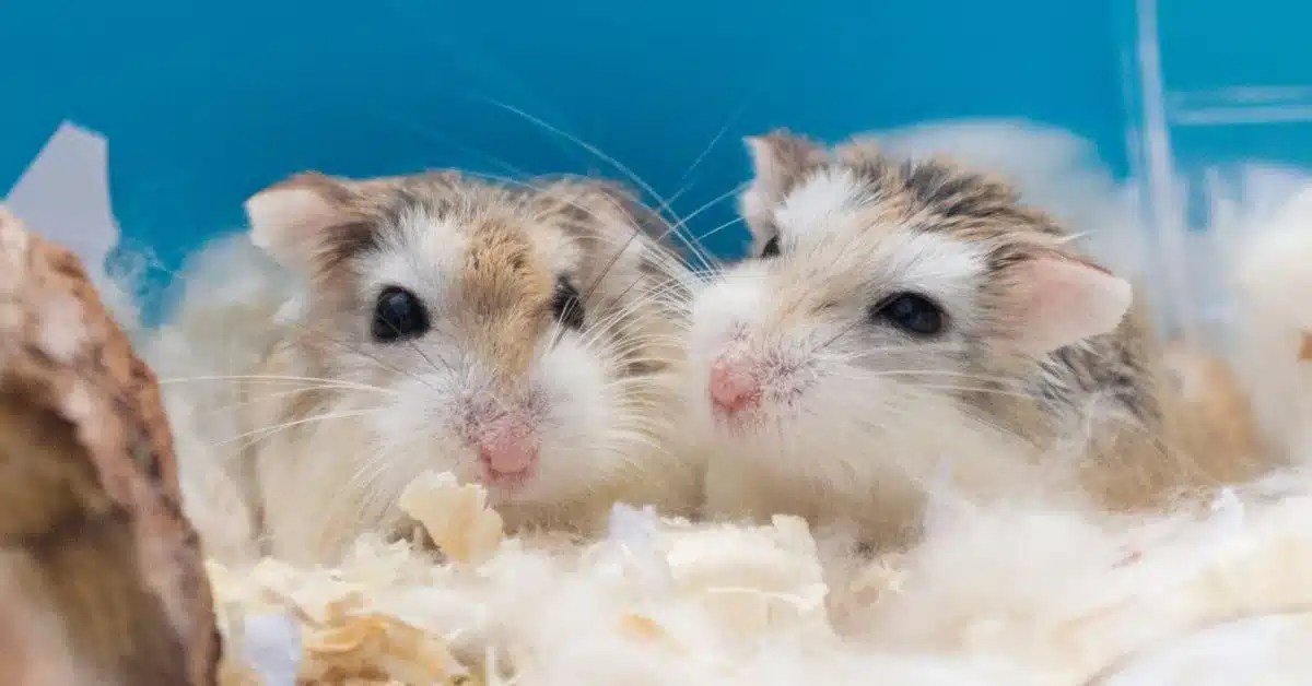 Can Dwarf Hamsters Live Together? LittleGrabbies