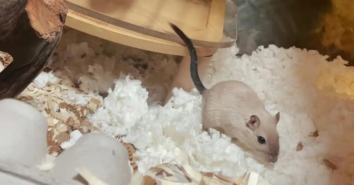 What's the Best Bedding for Gerbils? Best Products and Tips LittleGrabbies