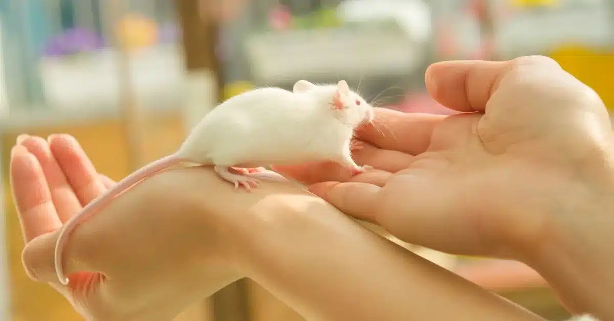 12 Steps to Bond with Your Pet Mice LittleGrabbies
