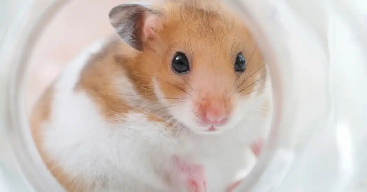 Why is My Hamster Eating Its Poop? LittleGrabbies