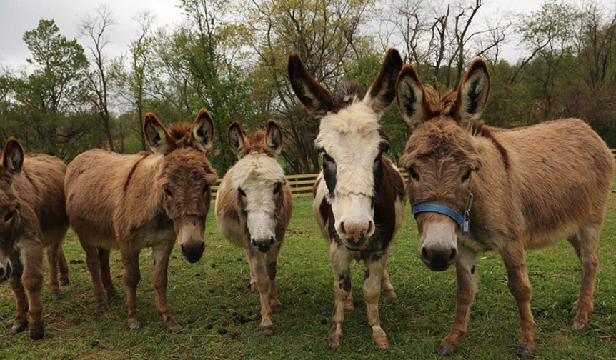 Little Longears Miniature Donkey Rescue