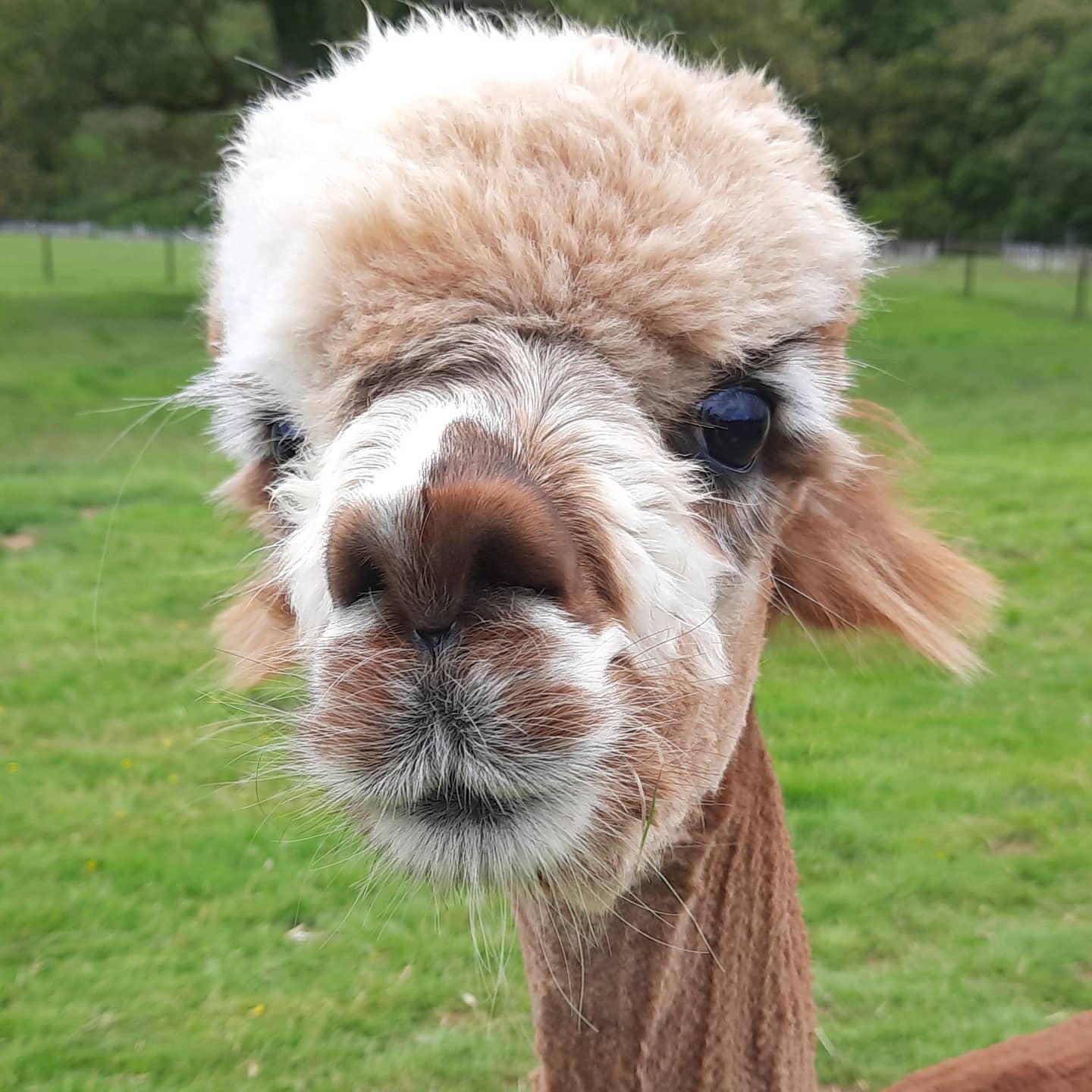 Luxury Holiday Lodges For Sale Mid Wales Rent Self Catering Lodge