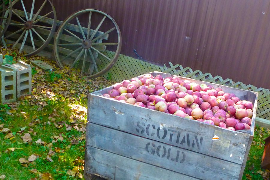 How Do You Like Them Apples?