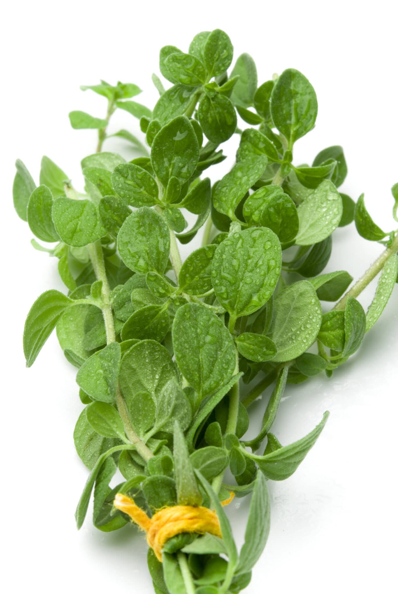 Types Of Oregano How To Grow And Use Popular Oregano Varieties