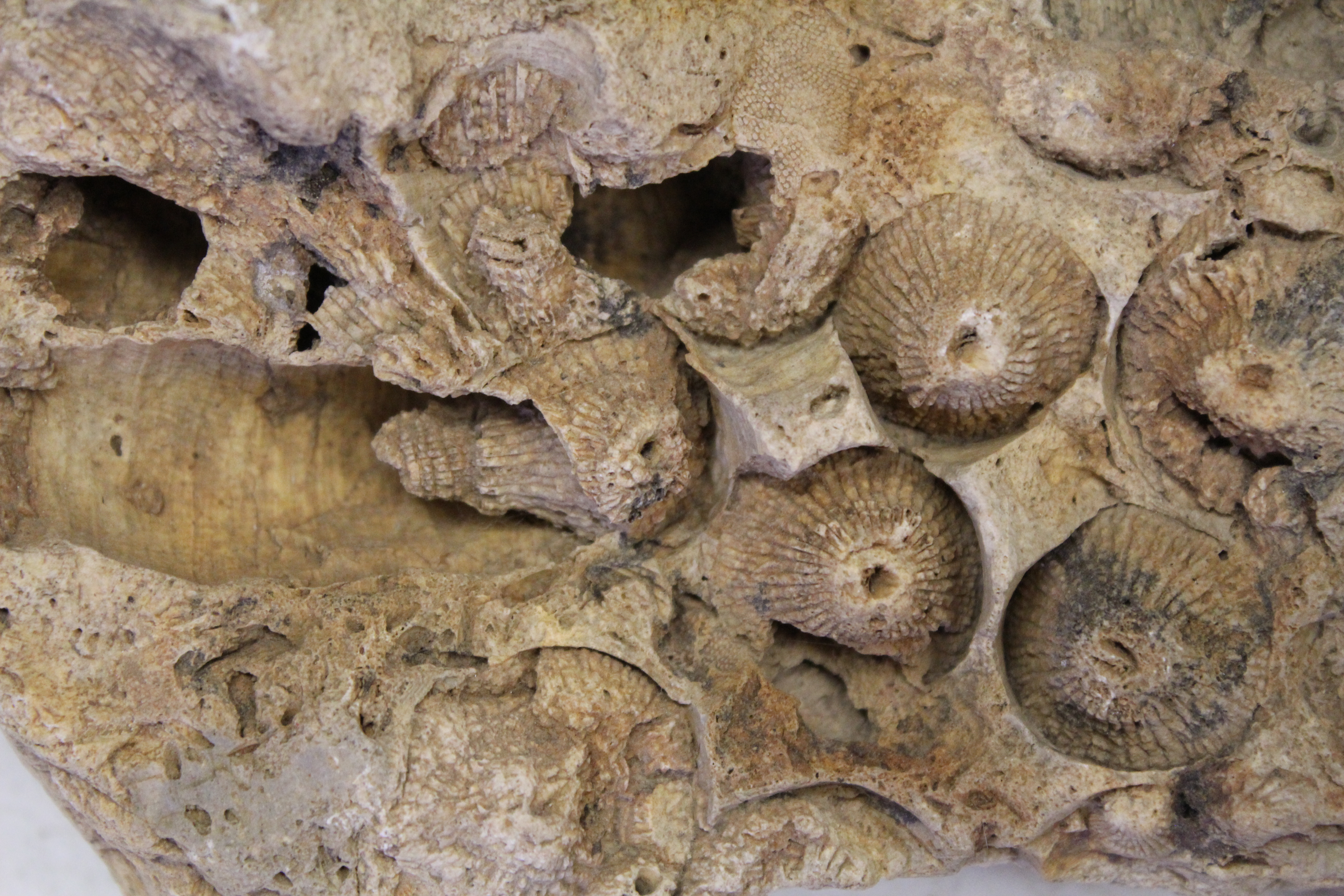 Glass House Quiz Fossils and Rocks