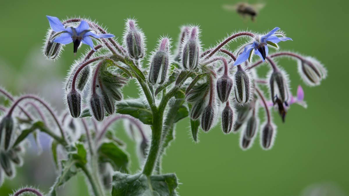Borage Characteristics, cultivation and use