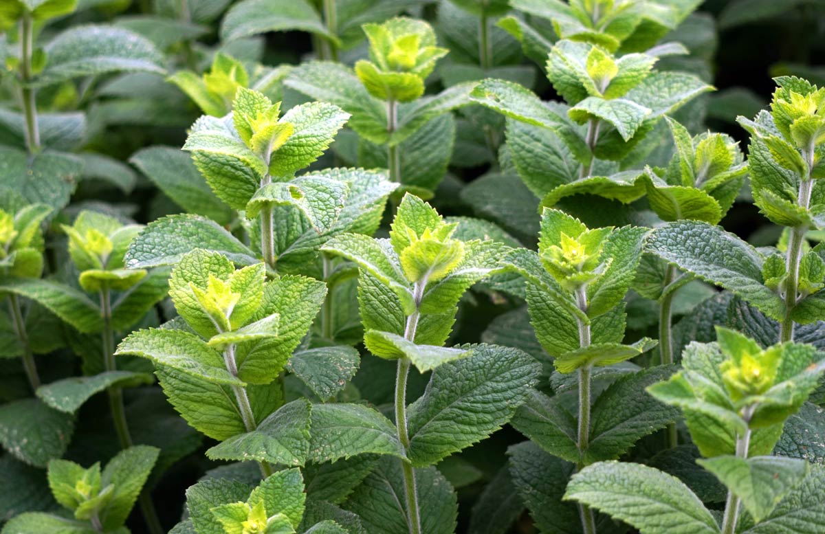 Peppermint characteristics, cultivation, care and use