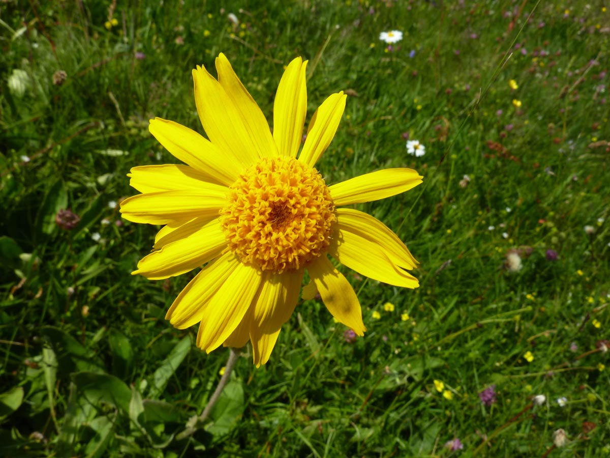 Arnica/Wolf's bane characteristics, cultivation and use