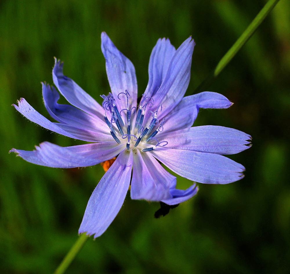 Chicory characteristics, cultivation, care and use