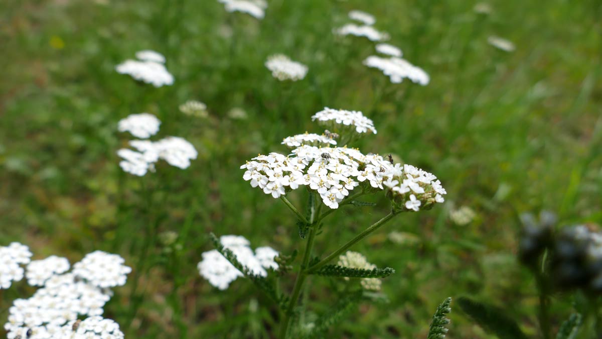 Yarrow characteristics, cultivation and use