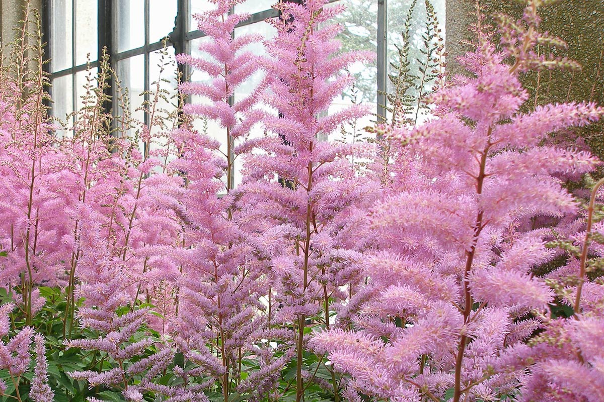 Astilbe info, planting, care and tips