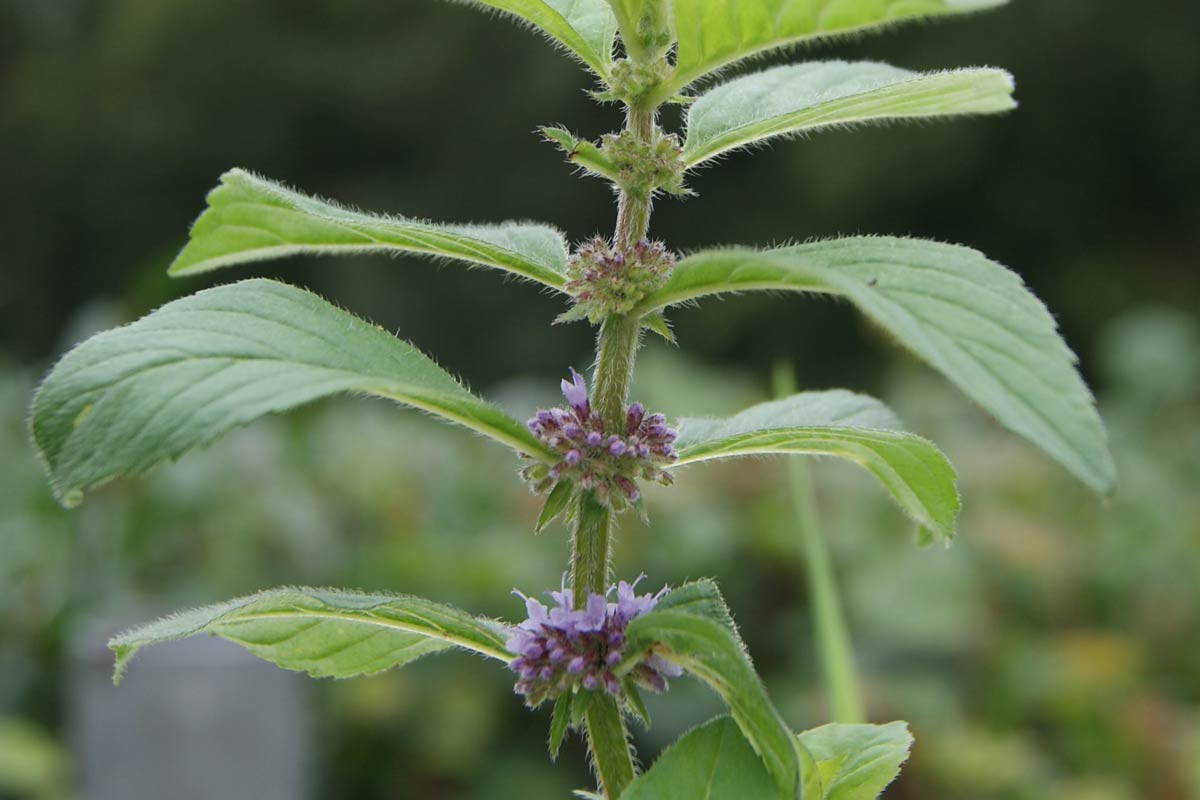 Corn mint characteristics, cultivation and use