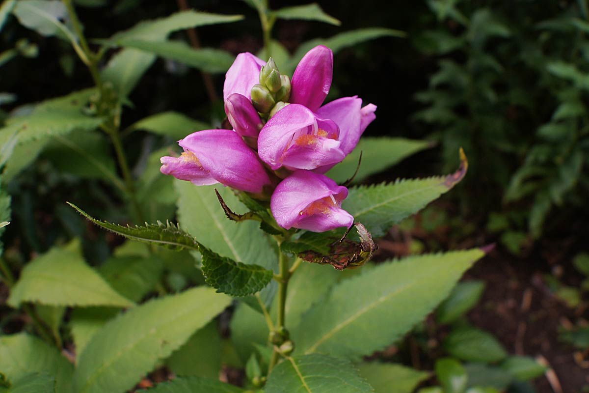 Red turtlehead info, planting, care and tips