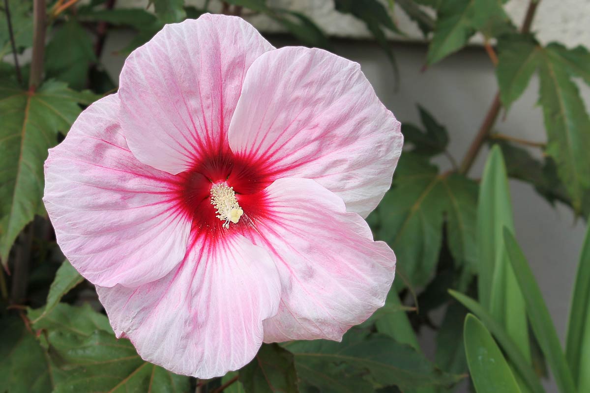 Rose mallow info, planting, care and tips