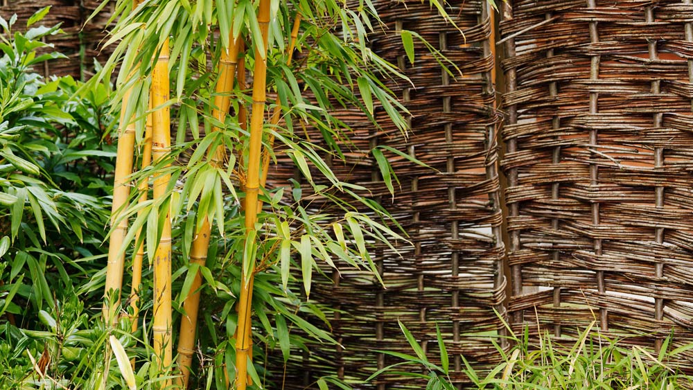 How to remove bamboo hard work, but not hopeless