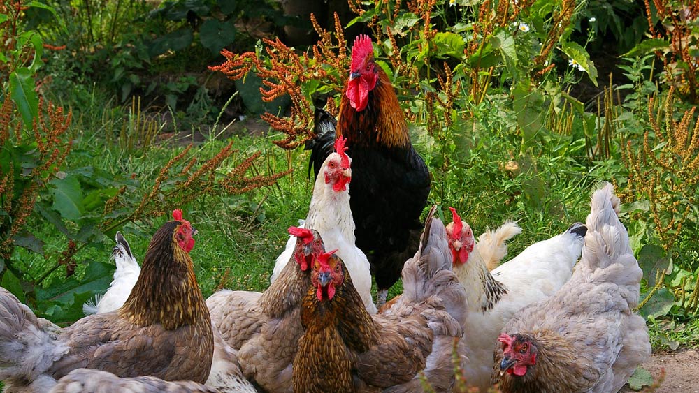 Keeping chickens in the garden Avoid these common mistakes live