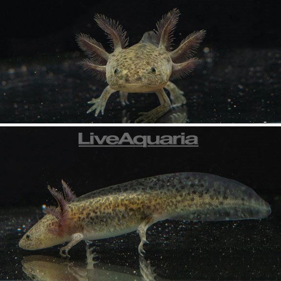 LiveAquaria Diver's Den WYSIWYG Store Axolotls