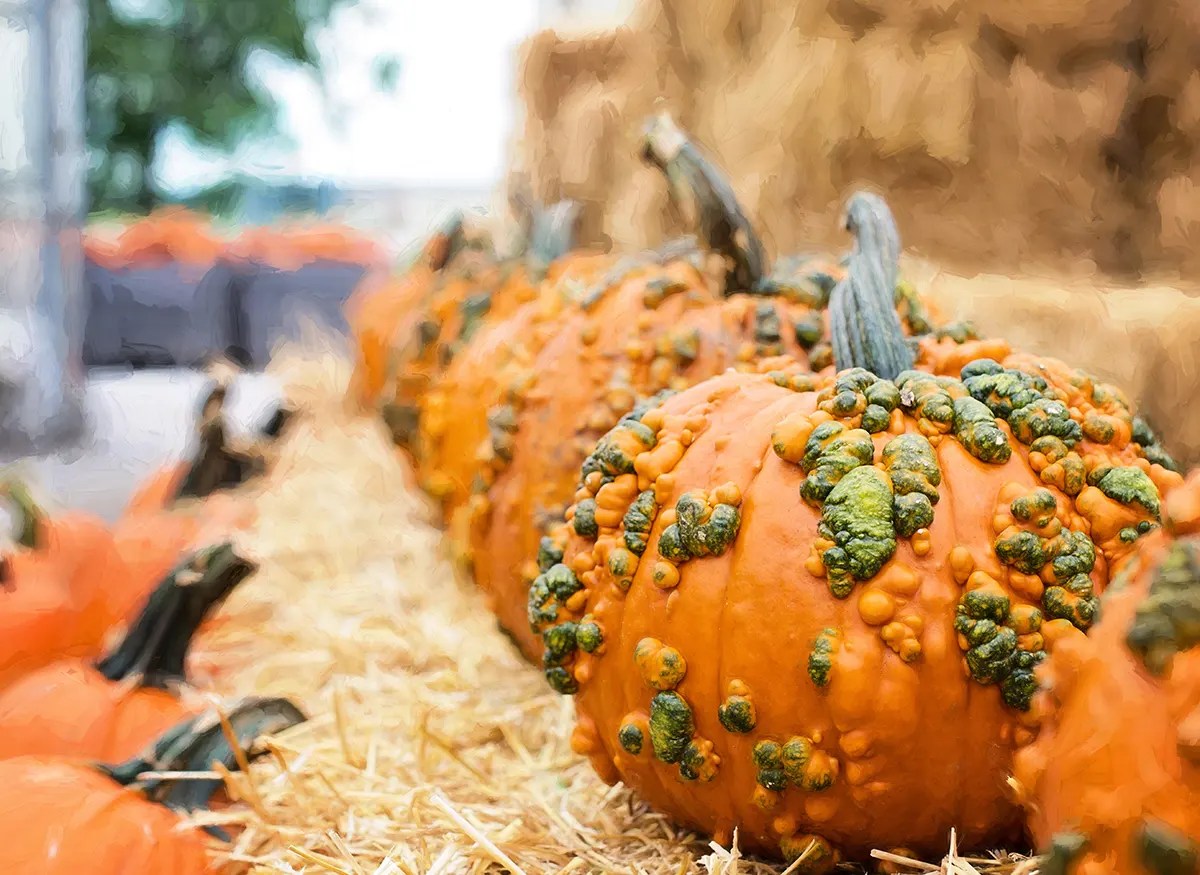 The Best Pumpkin Patches in Harrisonburg Reserve at Stone Port