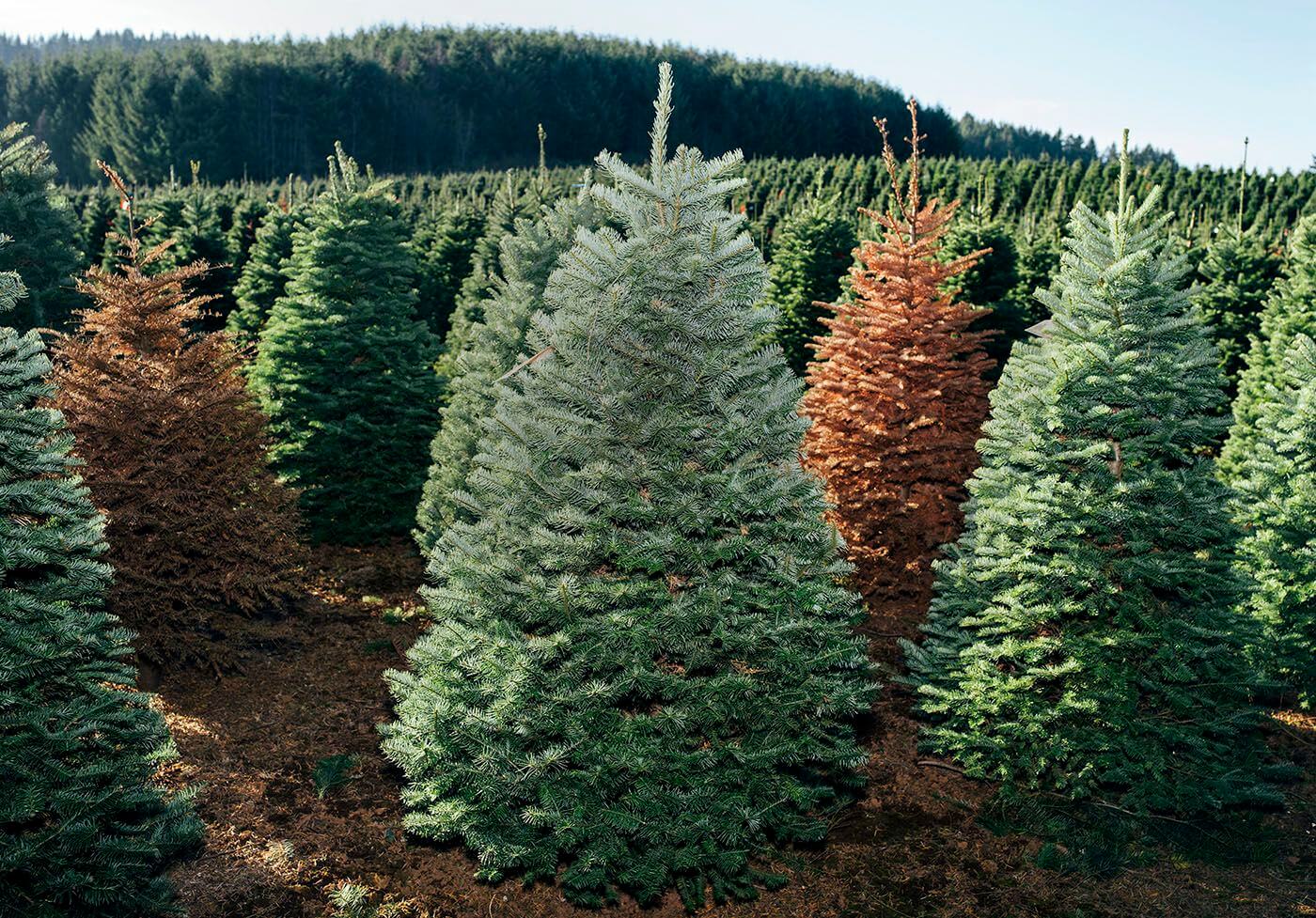 Christmas Tree Varieties Us at Audrey Rodriguez blog