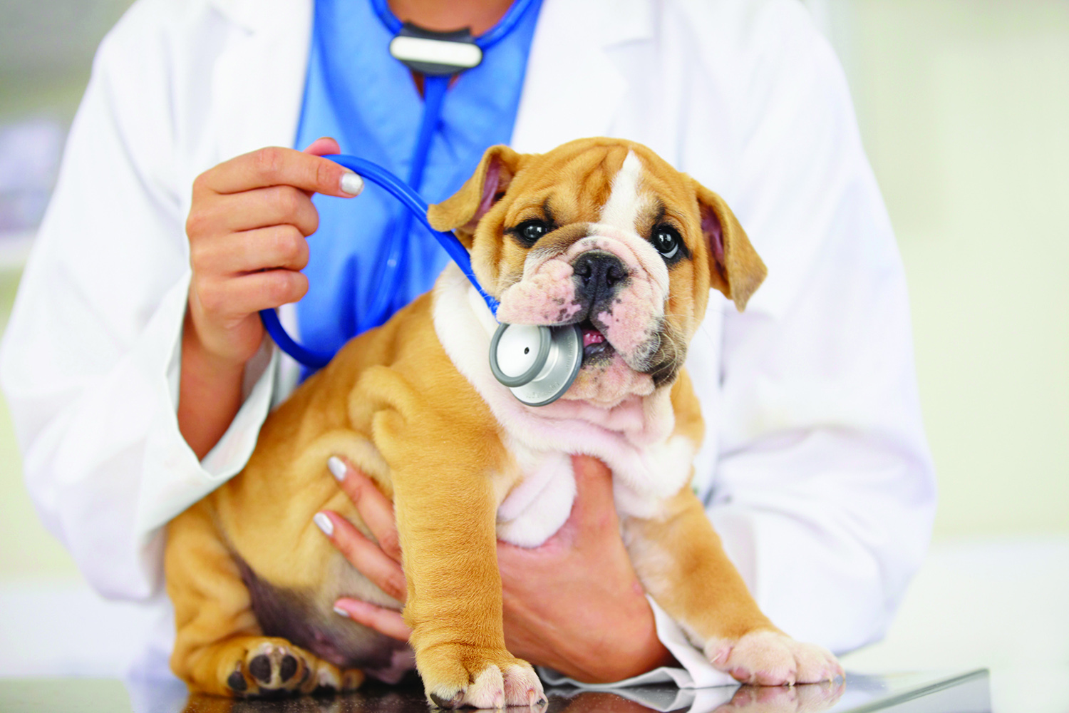 How Much Does Pet Insurance Cost? Live Enhanced