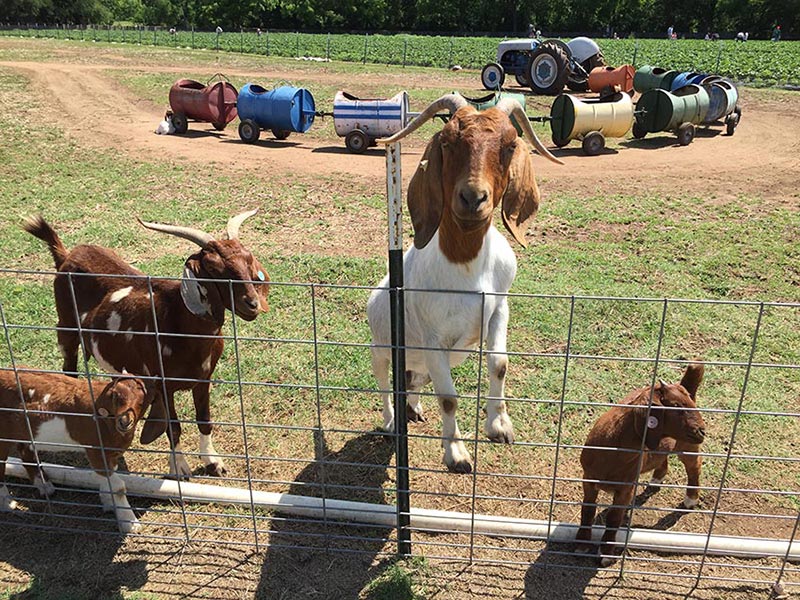 Animal Farms To Visit Near Me PetsWall