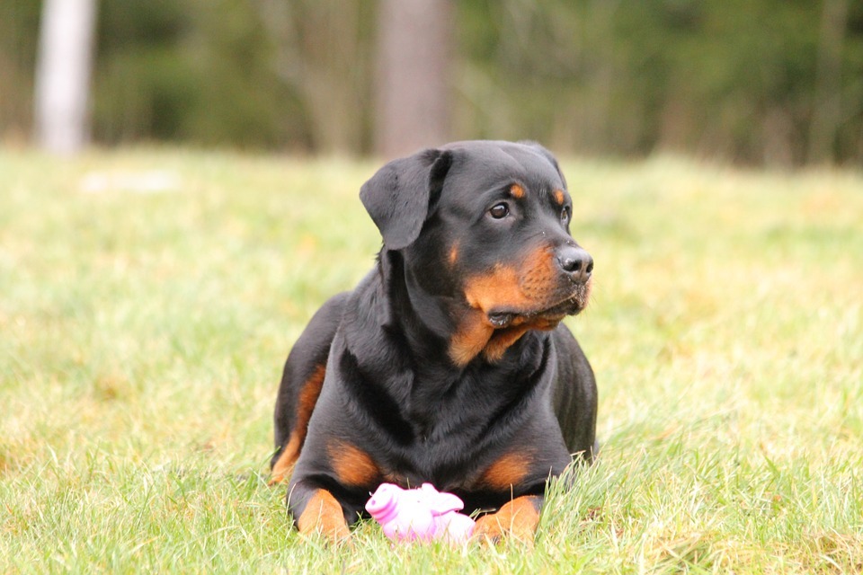 The Rottweiler Dog Breed Information and Pictures Livelife