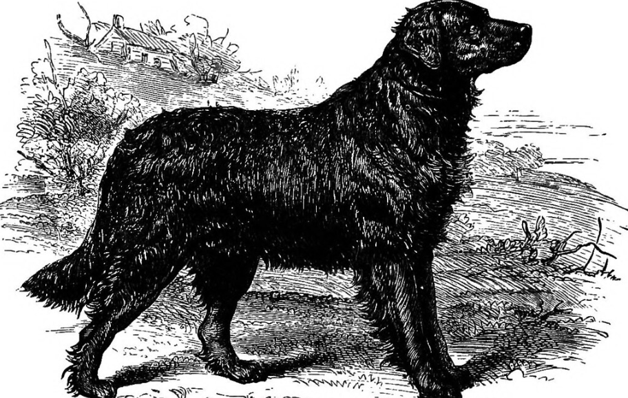 St. John’s water dog dog breed information and pictures Livelife