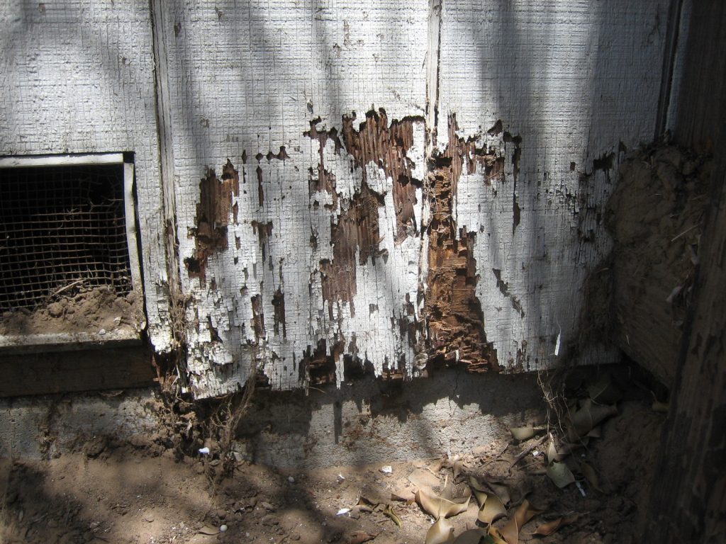 Termite Exterminator Treatments Livelife