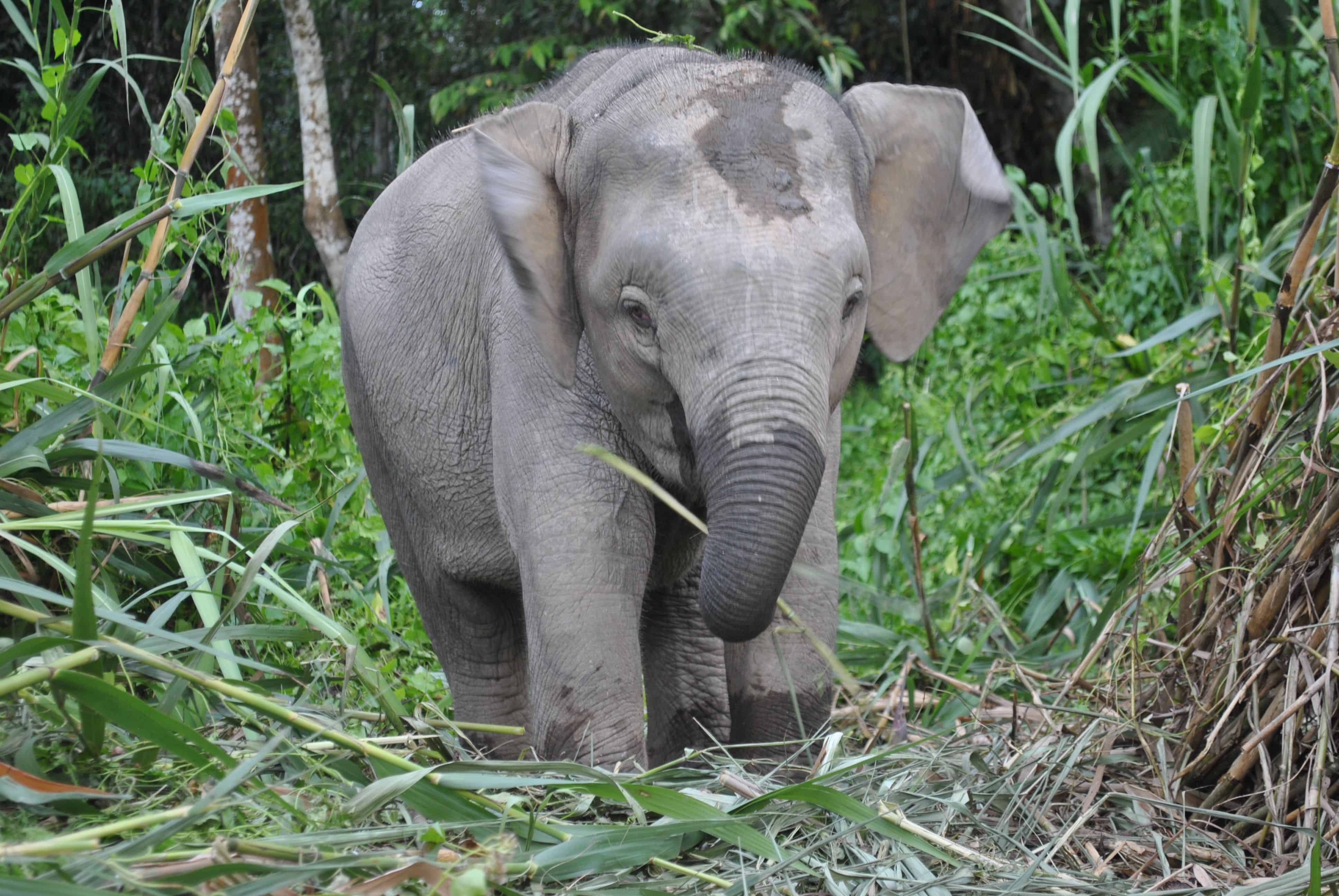 wild pygmy elephants Live Limitless