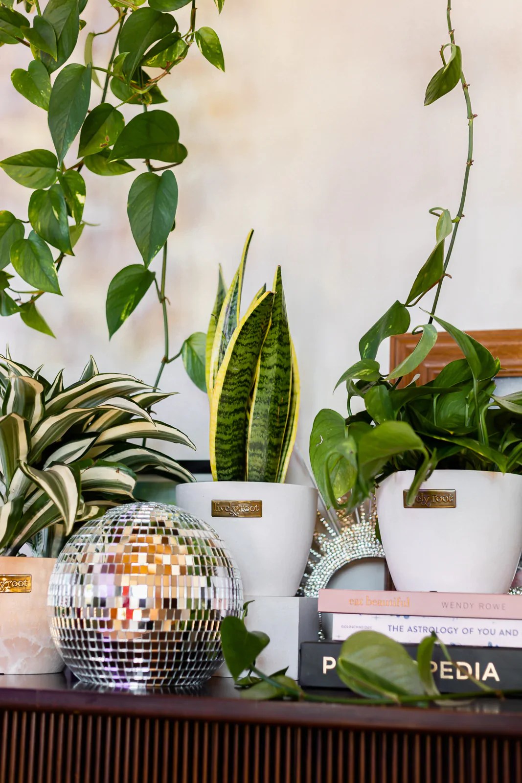 Housewarming Gifts Plants for Delivery Lively Root