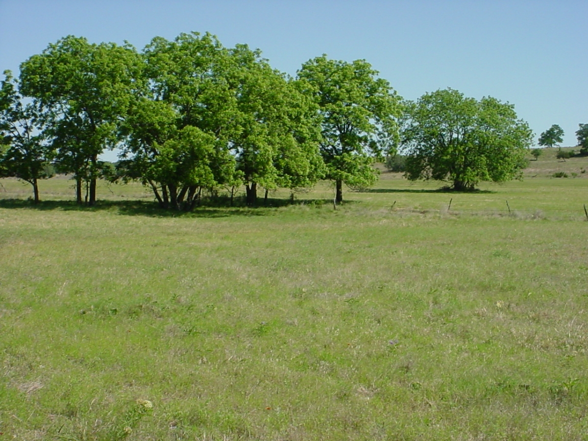 260 Acres Live Oak Realty