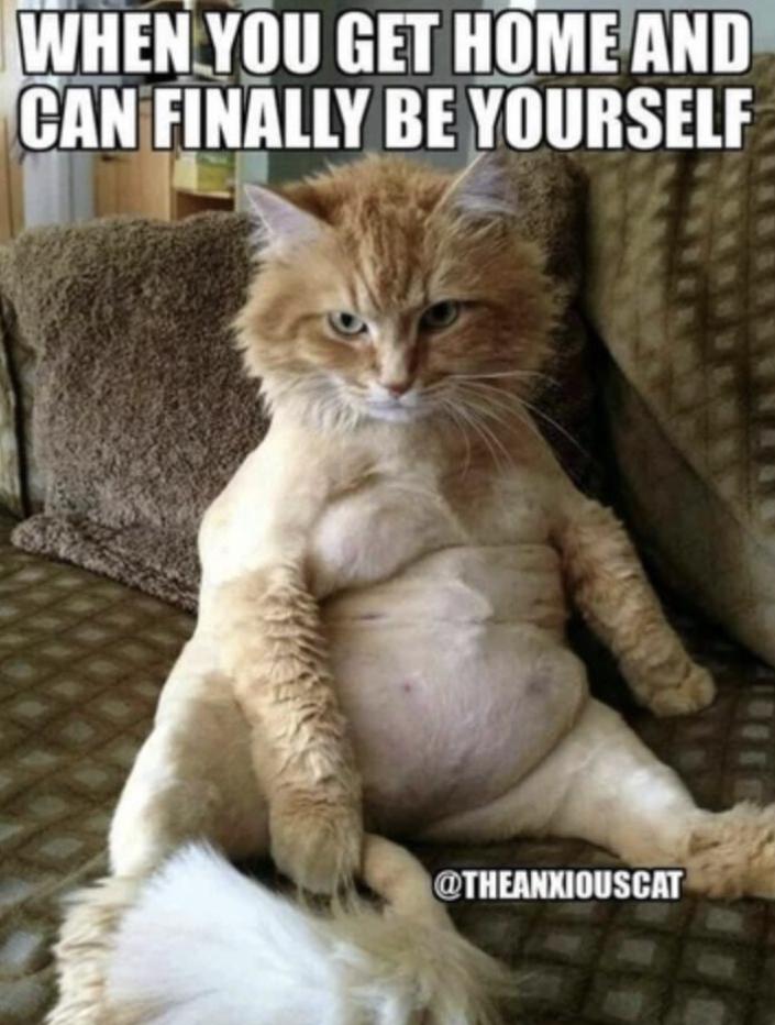 30 Clean Funny Animal Memes 2021 Live One Good Life