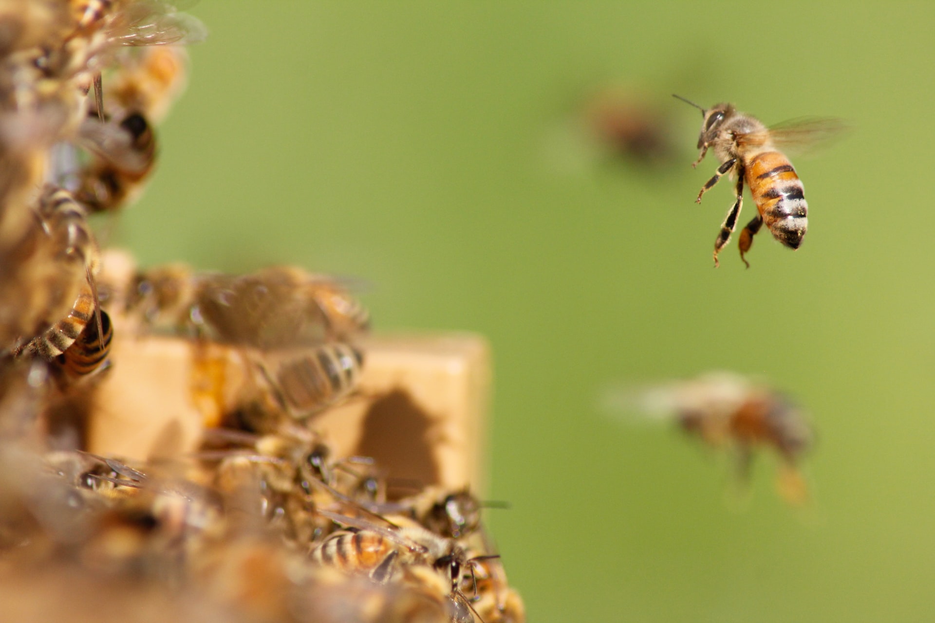 Rooftop Beehives Installed at St Johns Shopping Centre