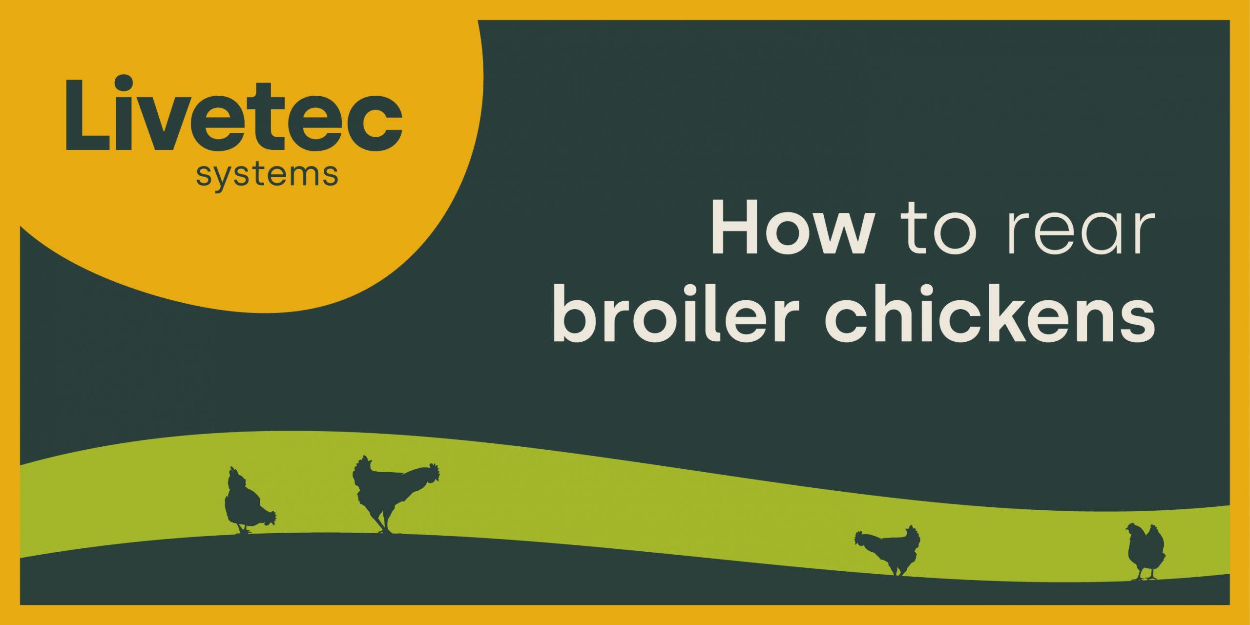 How to rear broiler chickens Livetec