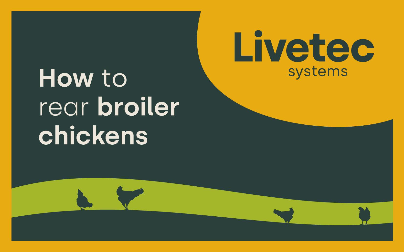 How to rear broiler chickens Livetec