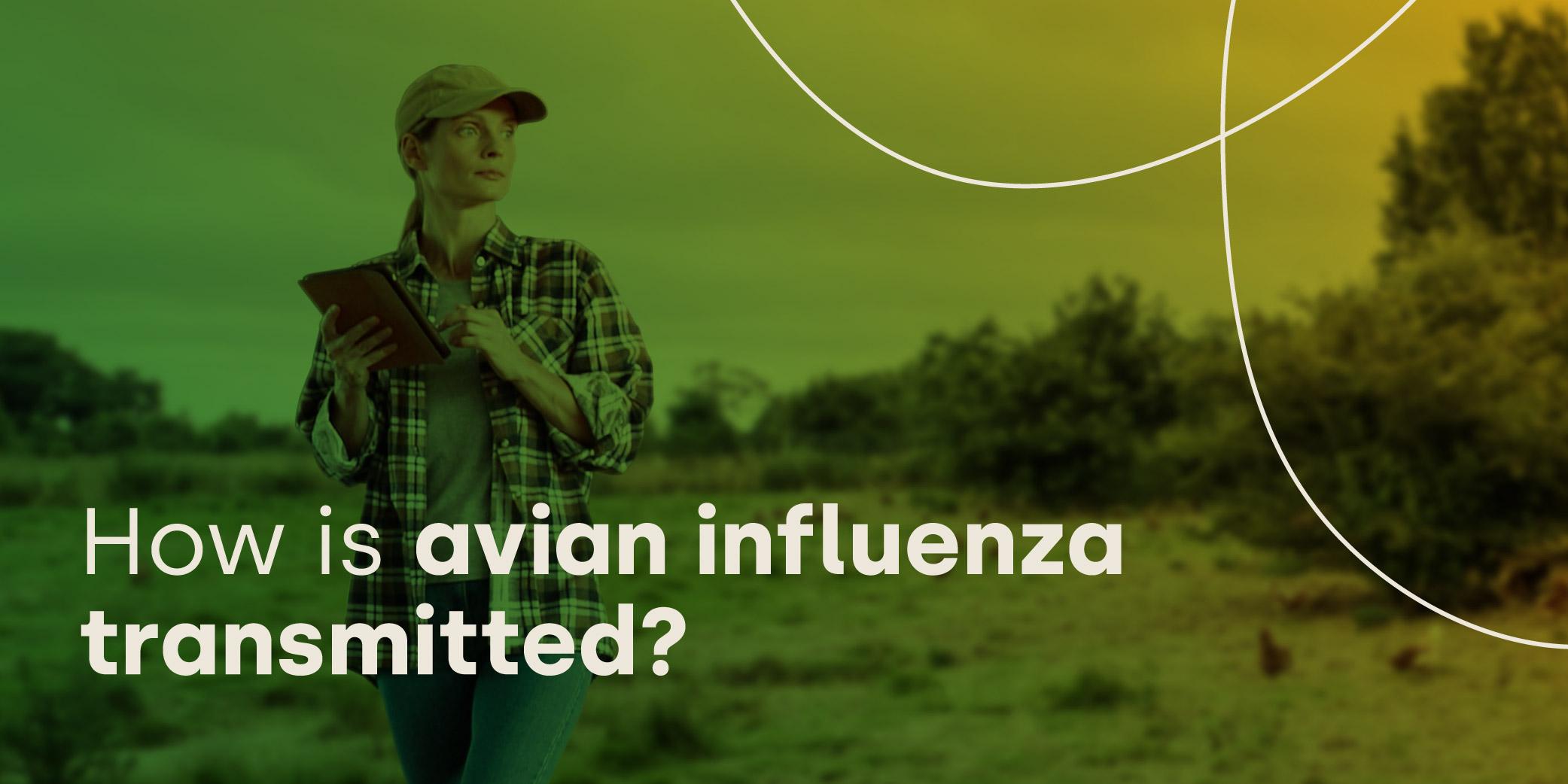 How is avian influenza transmitted? Livetec