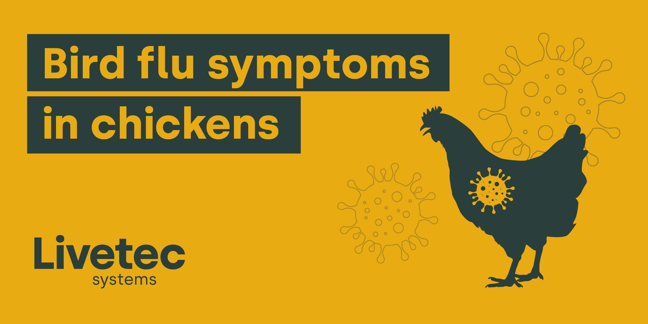Bird flu symptoms in chickens Livetec