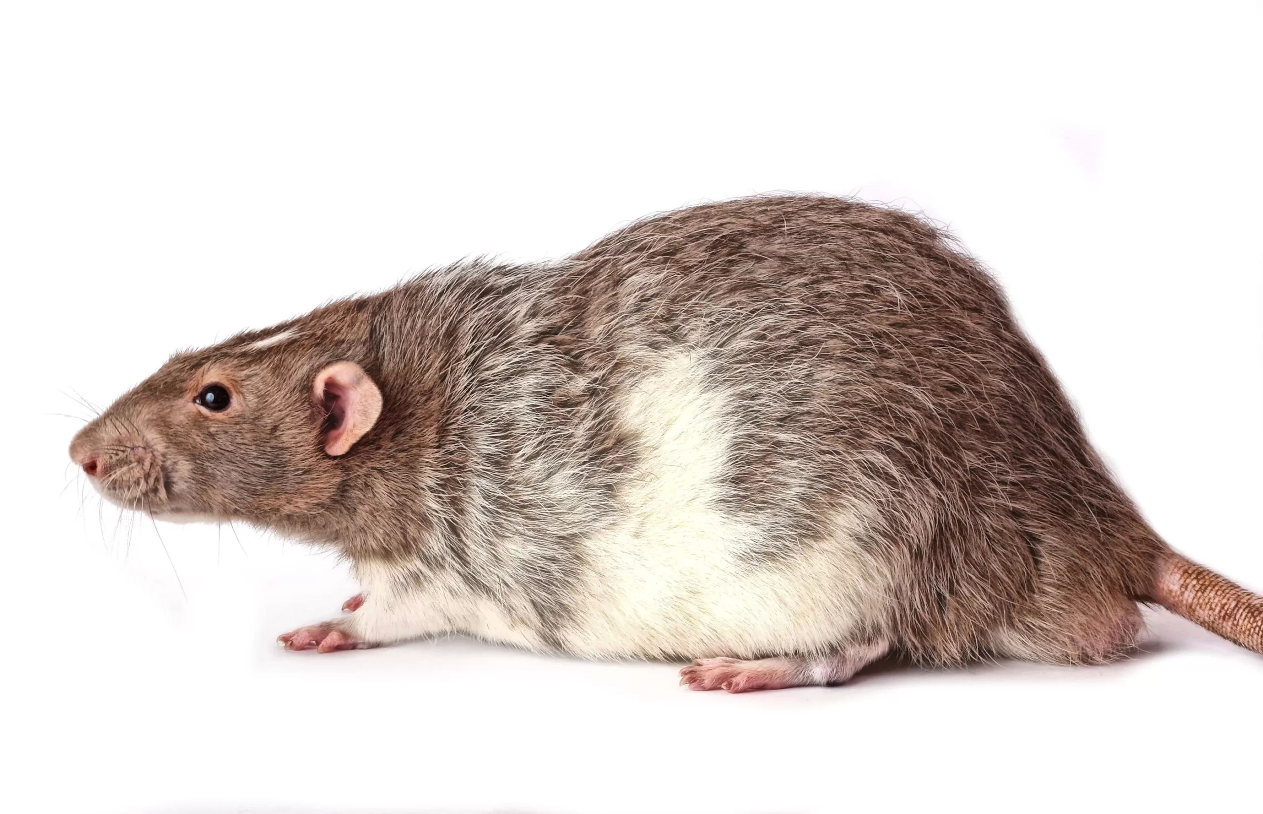 What’s Luring Rats to Your Attic?