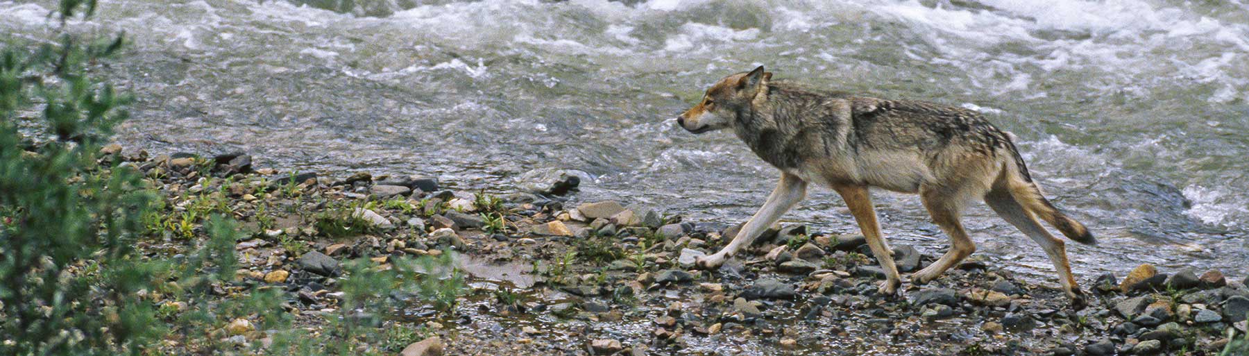 DID YOU KNOW? Wolves rarely pose a threat to people. Living with Wolves