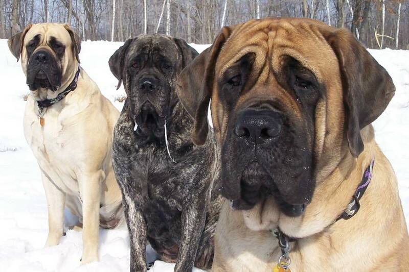 How Much Do English Mastiff Puppies Cost