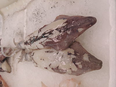 Calamar Fresco - Lliria.org