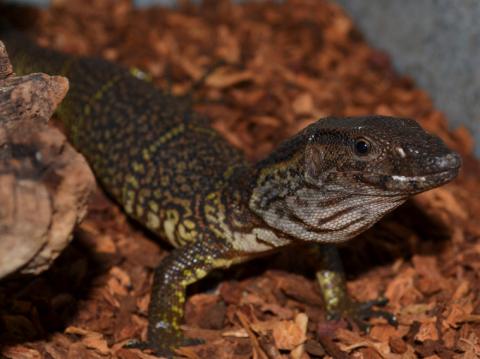 Small Dumeril's Monitors For Sale