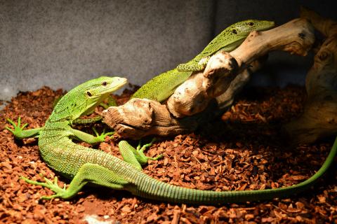 Biak Green Tree Monitors For Sale