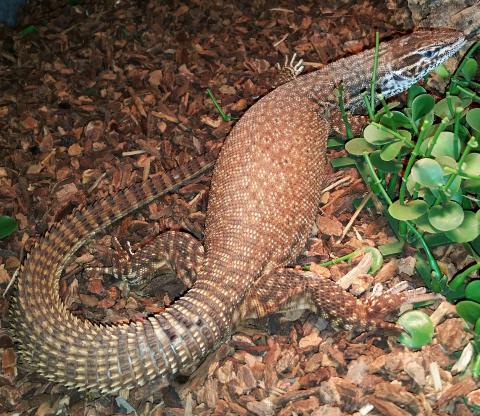 Adult Female Red Ackies Monitors For Sale