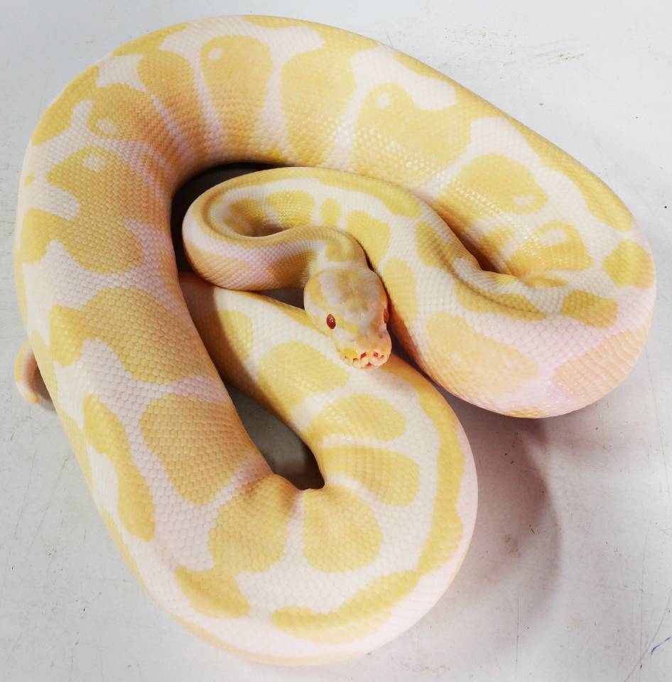 Albino Ball Python For Sale Marteko