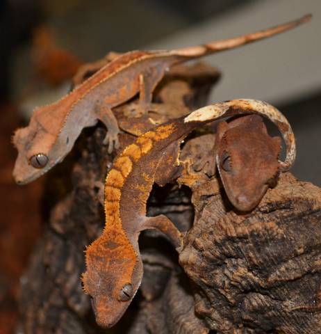 Baby Flame Crested Geckos For Sale