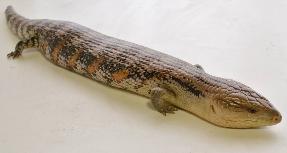 Adult Northern Blue Tongue Skinks For Sale